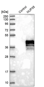 Western blot analysis in control (vector only transfected HEK293T lysate) and NUP35 over-expression lysate (Co-expressed with a C-terminal myc-DDK tag (~3.1 kDa) in mammalian HEK293T cells, LY408722).