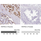 Anti-PAPPA2 Antibody