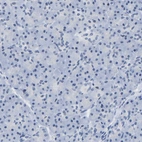 Immunohistochemical staining of human pancreas shows no positivity in exocrine glandular cells as expected.