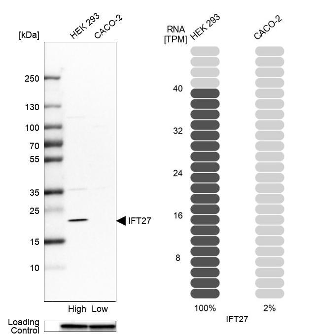 Anti-IFT27 Antibody