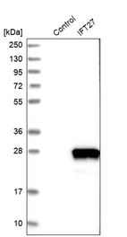 Western blot analysis in control (vector only transfected HEK293T lysate) and IFT27 over-expression lysate (Co-expressed with a C-terminal myc-DDK tag (~3.1 kDa) in mammalian HEK293T cells, LY416367).