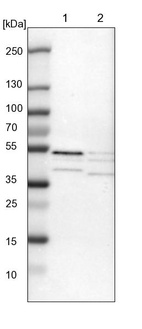 Lane 1: NIH-3T3 cell lysate (Mouse embryonic fibroblast cells)_br/_Lane 2: NBT-II cell lysate (Rat Wistar bladder tumour cells)