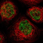 Immunofluorescent staining of human cell line A-431 shows localization to nuclear speckles & cytoplasmic bodies.