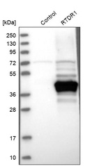 Western blot analysis in control (vector only transfected HEK293T lysate) and RTDR1 over-expression lysate (Co-expressed with a C-terminal myc-DDK tag (~3.1 kDa) in mammalian HEK293T cells, LY415282).