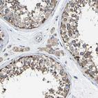 Immunohistochemical staining of human testis shows moderate cytoplasmic positivity in cells in seminiferous ducts and Leydig cells.