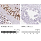 Anti-PAPPA2 Antibody