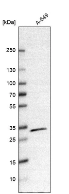 Western blot analysis in human cell line A-549.