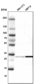 Western blot analysis in mouse cell line NIH-3T3 and rat cell line NBT-II.