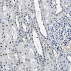Immunohistochemical staining of human kidney shows moderate positivity in nuclear membrane in cells in tubules.