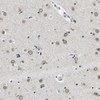 Immunohistochemical staining of human cerebral cortex shows strong positivity in nuclear membrane in neurons.