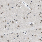 Immunohistochemical staining of human cerebral cortex shows strong positivity in nuclear membrane in neurons.