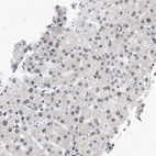 Anti-NUP35 Antibody