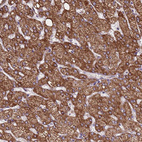 Anti-ZNF248 Antibody