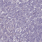 Immunohistochemical staining of human lymph node shows no positivity in non-germinal center cells as expected.
