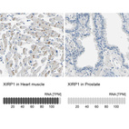 Anti-XIRP1 Antibody