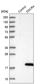 Western blot analysis in control (vector only transfected HEK293T lysate) and DSCR4 over-expression lysate (Co-expressed with a C-terminal myc-DDK tag (~3.1 kDa) in mammalian HEK293T cells, LY417009).