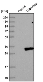 Western blot analysis in control (vector only transfected HEK293T lysate) and TMEM38B over-expression lysate (Co-expressed with a C-terminal myc-DDK tag (~3.1 kDa) in mammalian HEK293T cells, LY413299).