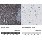 Anti-IL16 Antibody