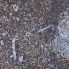 Immunohistochemical staining of human tonsil shows moderate membranous positivity in non-germinal center cells and germinal center cells with additional cytoplasmic positivity.