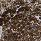 Anti-GDF3 Antibody