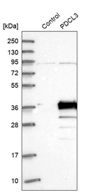 Western blot analysis in control (vector only transfected HEK293T lysate) and PDCL3 over-expression lysate (Co-expressed with a C-terminal myc-DDK tag (~3.1 kDa) in mammalian HEK293T cells, LY411381).