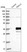 Anti-PDCL3 Antibody