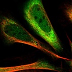 Immunofluorescent staining of human cell line U-2 OS shows localization to nucleus & cytosol.