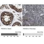 Anti-PDCD5 Antibody