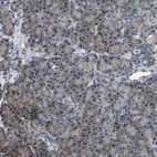 Immunohistochemical staining of human pancreas shows low expression as expected.