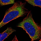 Immunofluorescent staining of human cell line U-2 OS shows localization to cytosol.