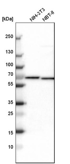 Anti-NOP58 Antibody
