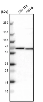 Western blot analysis in mouse cell line NIH-3T3 and rat cell line NBT-II.