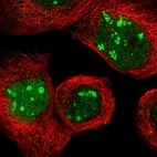 Immunofluorescent staining of human cell line A-431 shows localization to nucleus & nucleoli fibrillar center.