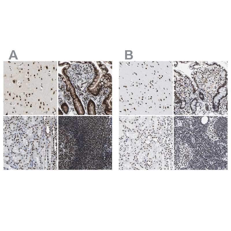Anti-LUC7L3 Antibody