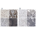 Anti-LUC7L3 Antibody