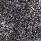 Immunohistochemical staining of human lymph node shows strong positivity in nuclear speckles in non-germinal center cells.