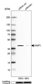 Western blot analysis in SK-BR-3 cells transfected with control siRNA, target specific siRNA probe #1, using Anti-AIMP1 antibody. Remaining relative intensity is presented. Loading control: Anti-PPIB.