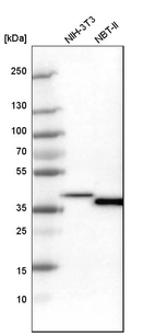 Western blot analysis in mouse cell line NIH-3T3 and rat cell line NBT-II.