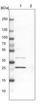 Lane 1: NIH-3T3 cell lysate (Mouse embryonic fibroblast cells)_br/_Lane 2: NBT-II cell lysate (Rat Wistar bladder tumour cells)