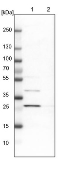 Anti-AK2 Antibody