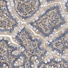 Immunohistochemical staining of human small intestine shows weak cytoplasmic positivity in glandular cells.