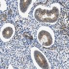 Immunohistochemical staining of human endometrium shows moderate cytoplasmic positivity in glandular cells.