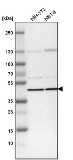 Western blot analysis in mouse cell line NIH-3T3 and rat cell line NBT-II.