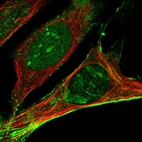 Immunofluorescent staining of human cell line U-2 OS shows localization to nucleus, nucleoli & actin filaments.