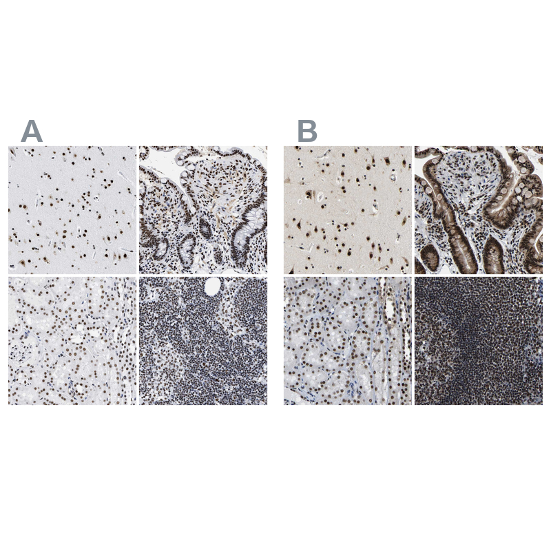 Anti-LUC7L3 Antibody