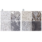 Anti-LUC7L3 Antibody