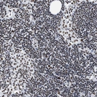 Immunohistochemical staining of human lymph node shows moderate nuclear positivity in non-germinal center cells.