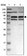 Anti-MTMR1 Antibody