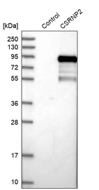 Western blot analysis in control (vector only transfected HEK293T lysate) and CSRNP2 over-expression lysate (Co-expressed with a C-terminal myc-DDK tag (~3.1 kDa) in mammalian HEK293T cells, LY410704).