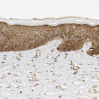 Immunohistochemical staining of human skin shows moderate cytoplasmic positivity in squamous epithelial cells.
